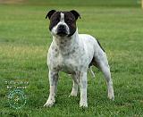 Staffordshire Bull Terrier 9R024D-020